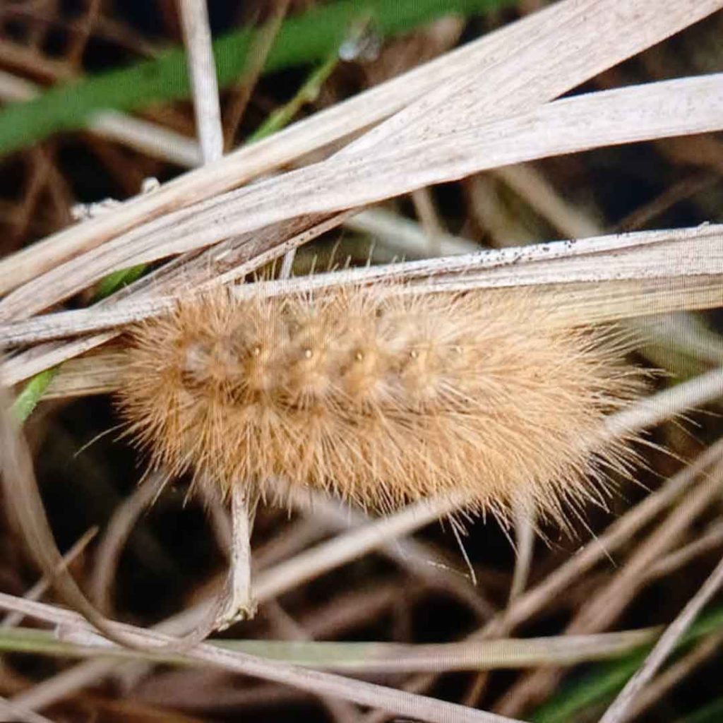 Caterpillar - 2024