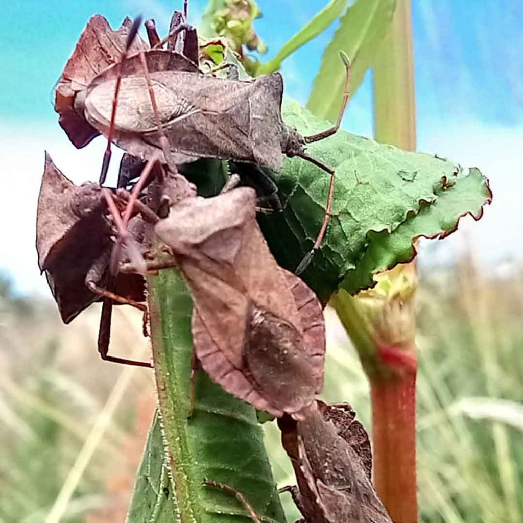Shield Bugs - 2024