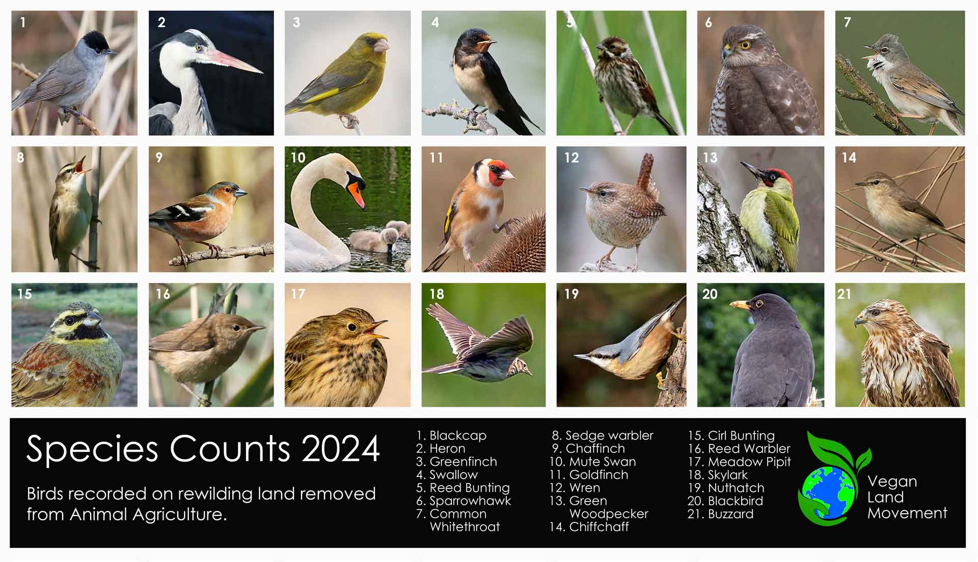 Birds - species counts 2024