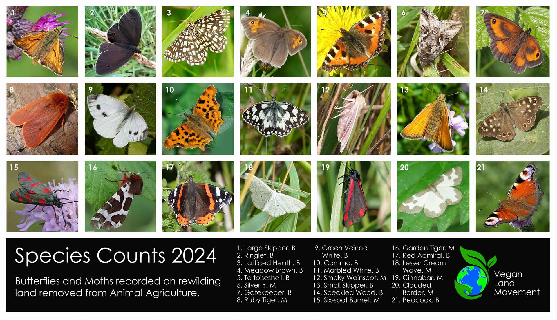 Butterflies - species counts 2024