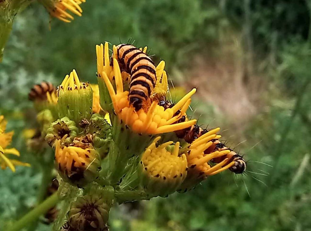 Cinnabar caterpillar
