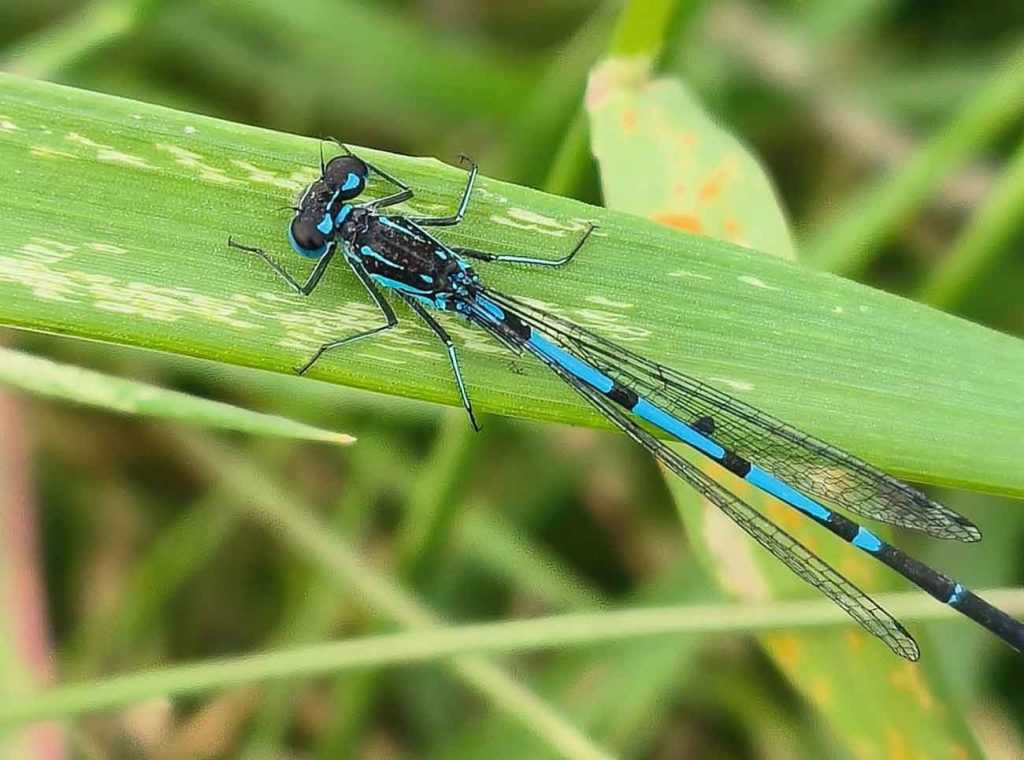 Azure Damselfly
