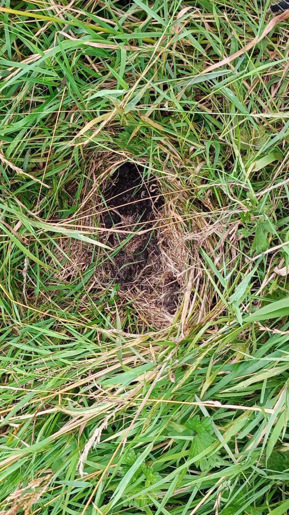 Badger latrine