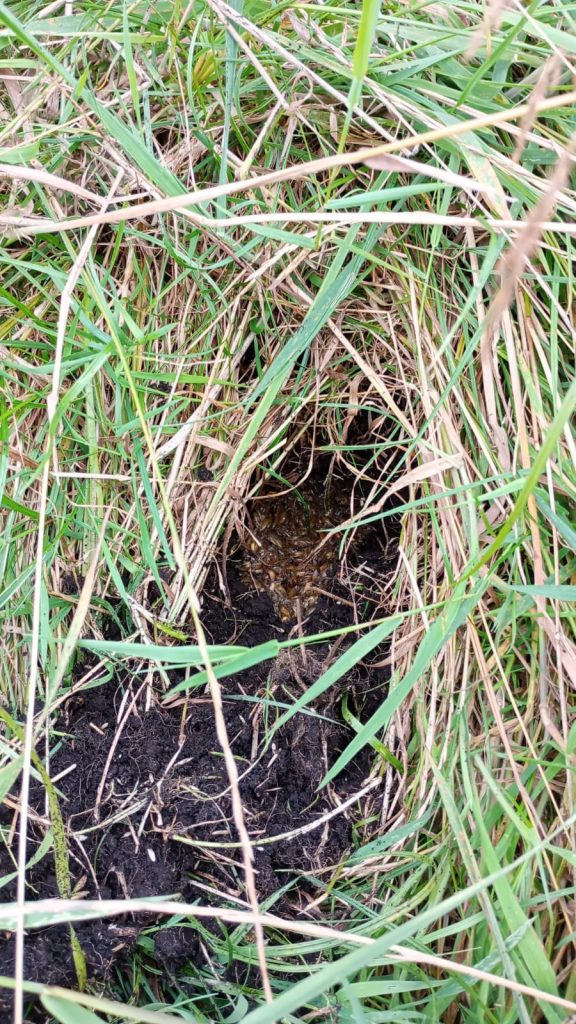 Badger latrine
